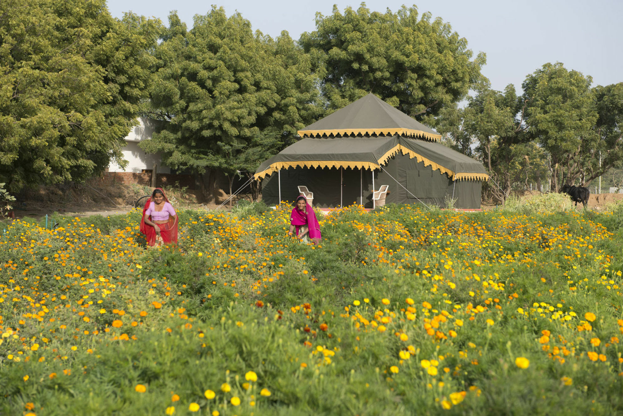 Orchard Tents & Tranquility Pushkar Exterior photo