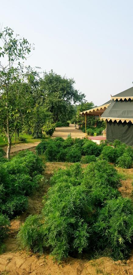 Orchard Tents & Tranquility Pushkar Exterior photo